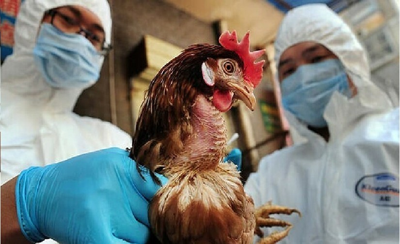 Viện Pasteur TP HCM c&oacute; c&ocirc;ng văn khẩn về gi&aacute;m s&aacute;t dịch c&uacute;m H5N1