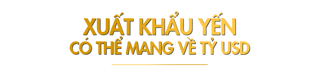 Để nuôi chim yến trở thành ngành kinh tế tỷ USD