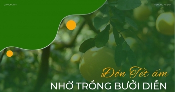 Đón Tết ấm nhờ trồng bưởi Diễn