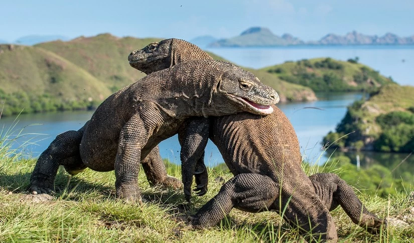 Rồng Komodo c&oacute; nguồn gốc từ Australia. Ảnh: Sergey Uryadnikov