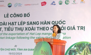 Lần đầu tiên xoài hạt lép của An Giang được xuất sang Hàn Quốc