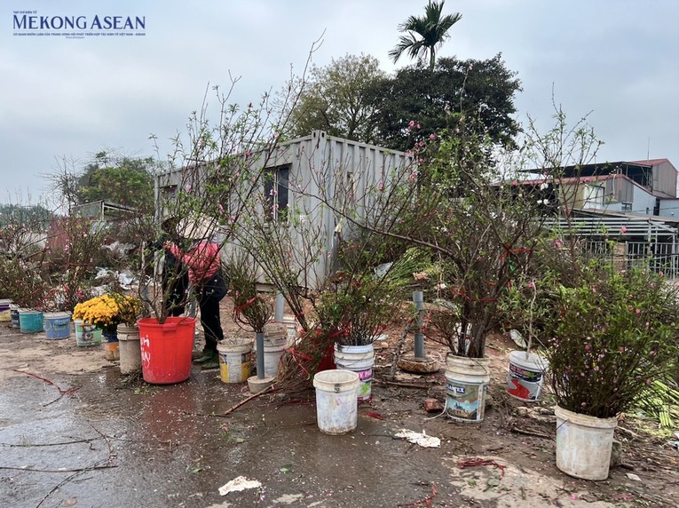 Tr&ecirc;n c&aacute;c tuyến đường ở H&agrave; Nội như Lạc Long Qu&acirc;n, &Acirc;u Cơ, Nguyễn Xiển... đ&agrave;o vẫn đang được b&agrave;y b&aacute;n tr&agrave;n vỉa h&egrave;. Ảnh: H&agrave; Anh - Mekong ASEAN.