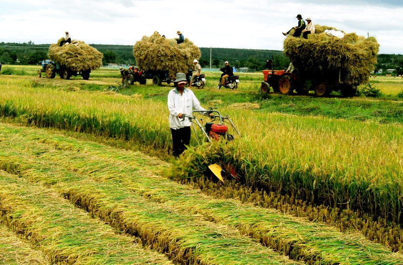 N&ocirc;ng d&acirc;n Việt Nam thu hoạch gạo. Ảnh: tuyengiao