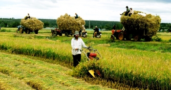 Giá lúa mỳ tăng vọt đẩy nhu cầu gạo của châu Á lên cao