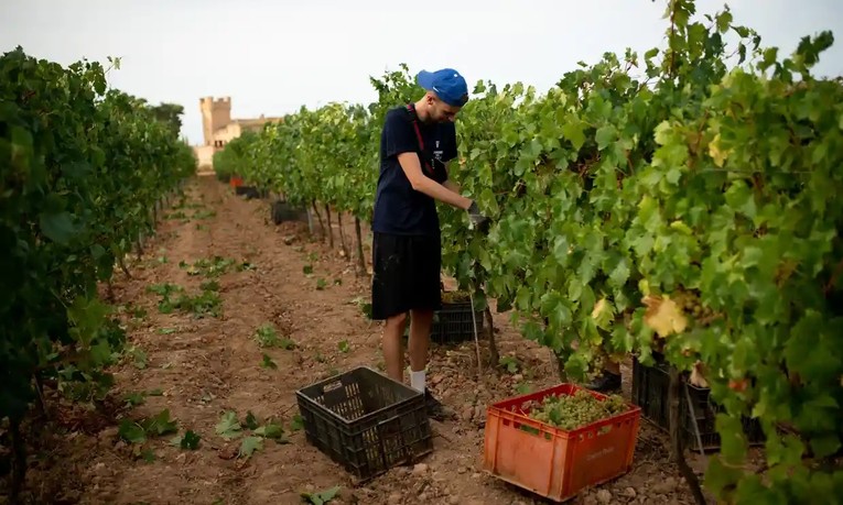 Một c&ocirc;ng nh&acirc;n thu hoạch nho tại vườn nho Torre del Veguer ở Sant Pere de Ribes, gần Barcelona, T&acirc;y Ban Nha. Ảnh: Getty Images