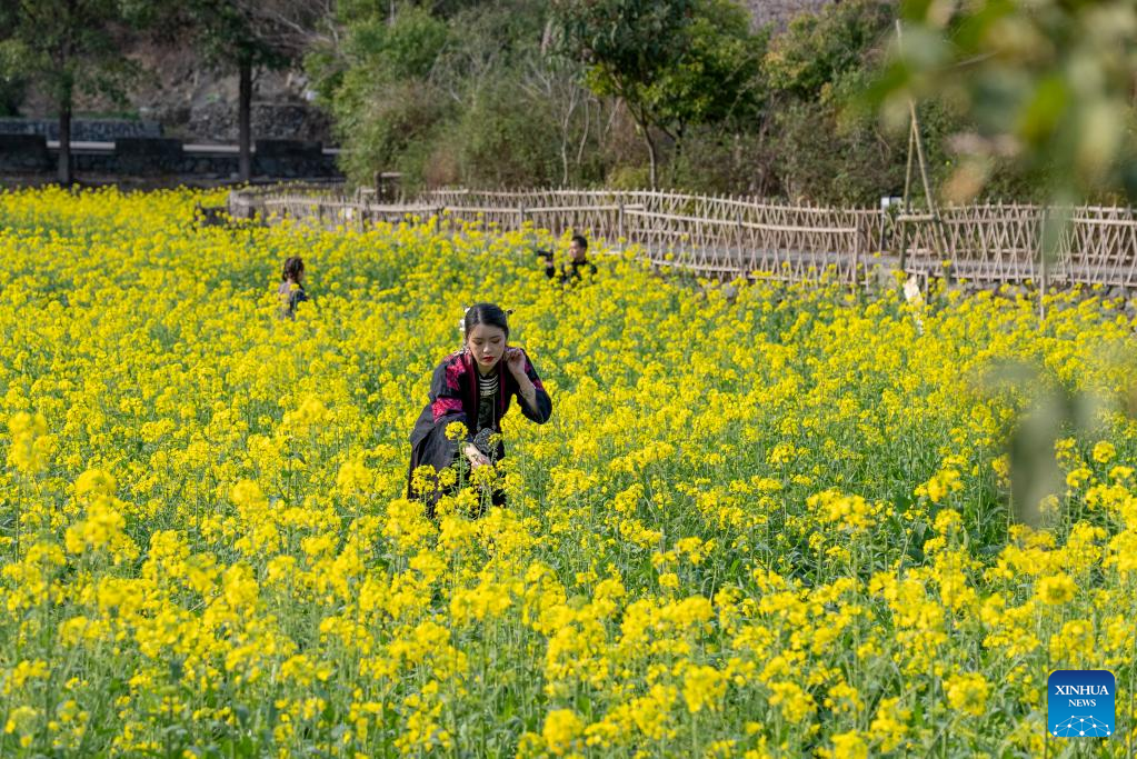 Du kh&aacute;ch thăm vườn hoa cải tại huyện Liping, tỉnh Qu&yacute; Ch&acirc;u, t&acirc;y nam Trung Quốc. Ảnh: Xinhua