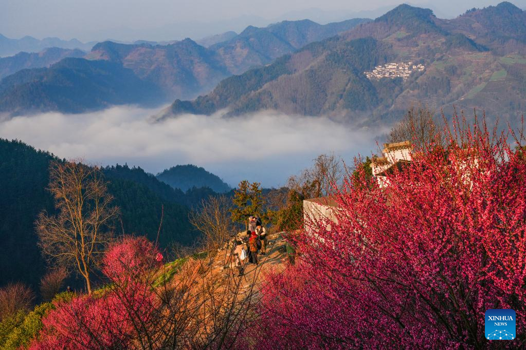 Hoạt động ngắm hoa mận v&agrave; săn m&acirc;y tại l&agrave;ng Shitan, huyện Shexian, tỉnh An Huy, miền đ&ocirc;ng Trung Quốc. Ảnh: Xinhua