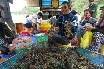 Phú Yên kiến nghị xuất chính ngạch tôm hùm sang Trung Quốc bằng đường bộ