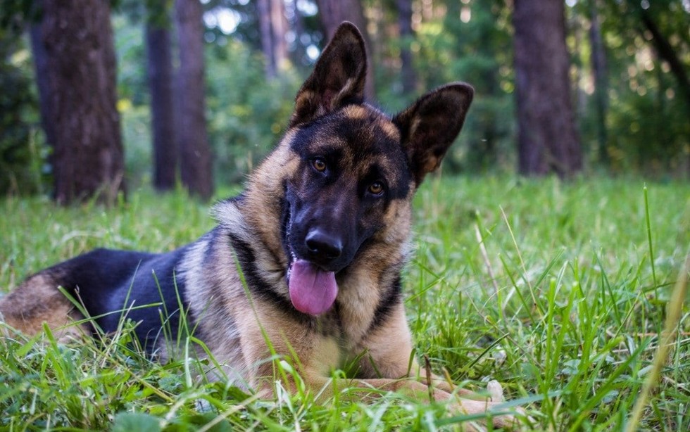 German Shepherd l&agrave; giống ch&oacute; nổi tiếng với tr&iacute; th&ocirc;ng minh cao, t&iacute;nh cảnh gi&aacute;c v&agrave; l&ograve;ng trung th&agrave;nh. Do đ&oacute;, ch&uacute;ng thường được huấn luyện l&agrave;m ch&oacute; nghiệp vụ hoặc ch&oacute; trợ gi&uacute;p người bị m&ugrave;.