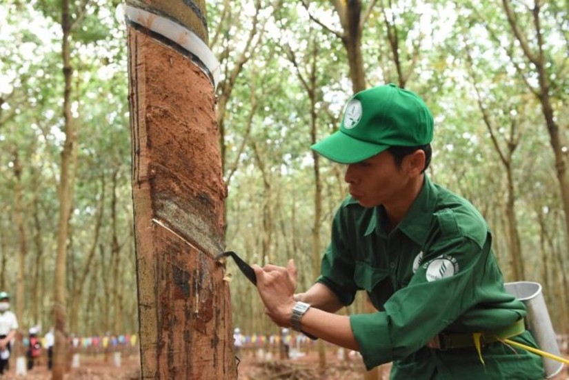 Doanh thu năm 2024 của Cao su Phước H&ograve;a dự b&aacute;o tăng 13%