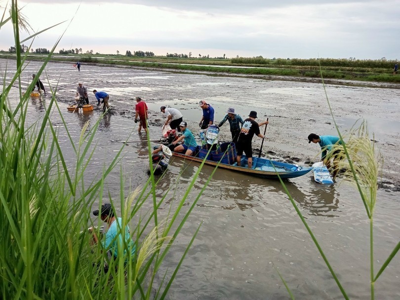 Người d&acirc;n huyện Hồng D&acirc;n (tỉnh Bạc Li&ecirc;u) thu hoạch t&ocirc;m tr&ecirc;n nền đất l&uacute;a. Ảnh minh họa: TTXVN