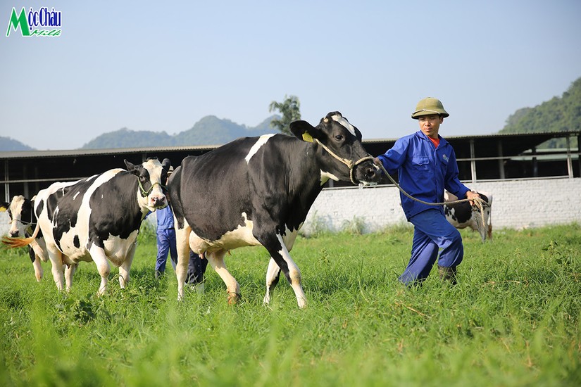 Mộc Ch&acirc;u Milk b&aacute;o l&atilde;i gần 80 tỷ đồng qu&yacute; I/2022 sau khi s&aacute;p nhập v&agrave;o Vinamilk