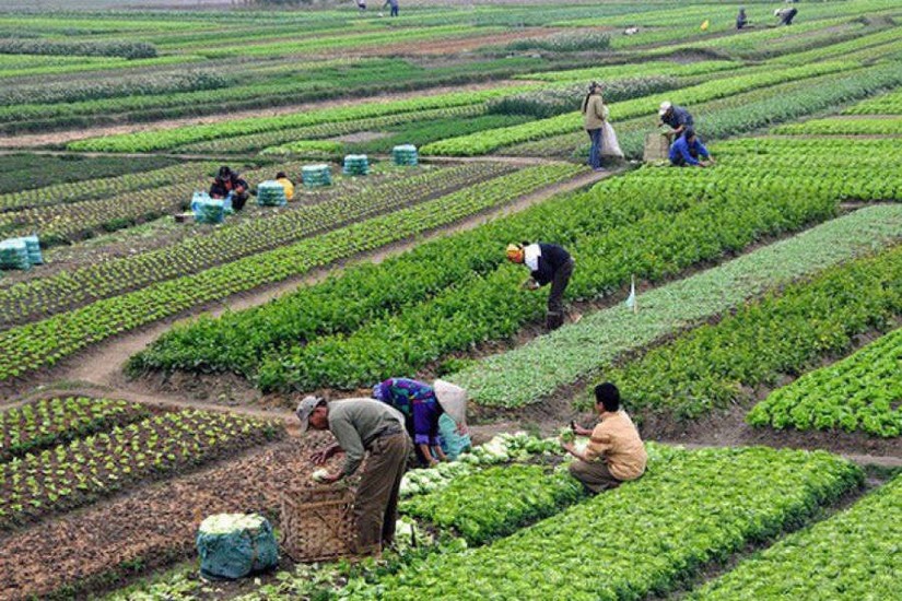 Đối tượng chuyển nhượng đất n&ocirc;ng nghiệp được mở rộng hơn k&iacute;ch th&iacute;ch n&ocirc;ng nghiệp đại điền ph&aacute;t triển. Ảnh: VGP.