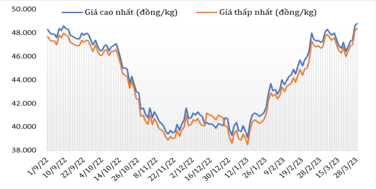 Diễn biến gi&aacute; c&agrave; ph&ecirc; Robusta tại thị trường nội địa từ đầu th&aacute;ng 9/2022 đến nay. Nguồn: Bản tin n&ocirc;ng, l&acirc;m, thủy sản th&aacute;ng 3/2023.