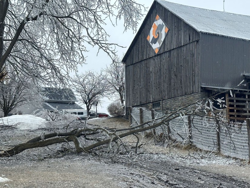 C&acirc;y đổ sau trận b&atilde;o băng ở Apple Hill, Ontario, Canada, ng&agrave;y 6/4. Ảnh: Reuters