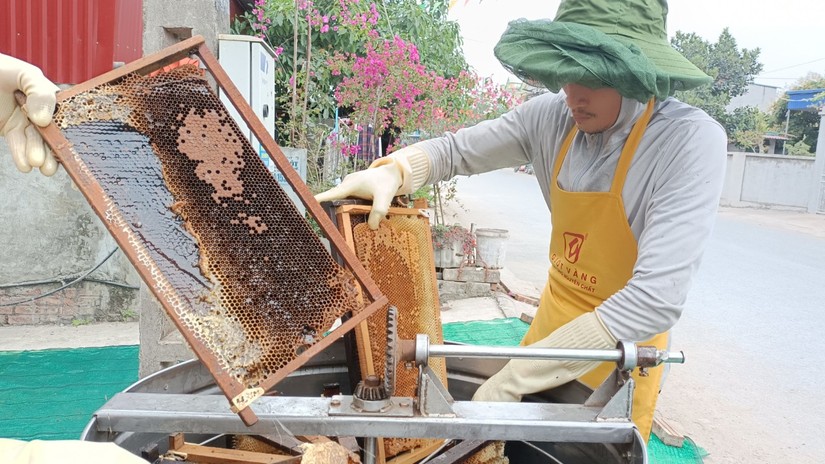 Người thợ xử l&yacute; cầu ong, chuẩn bị đưa v&agrave;o m&aacute;y quay ly t&acirc;m để &eacute;p mật ong.