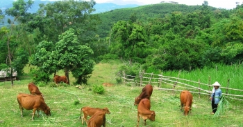 Ba hiệp hội kiến nghị bổ sung đất chăn nuôi vào Luật Đất đai (sửa đổi)