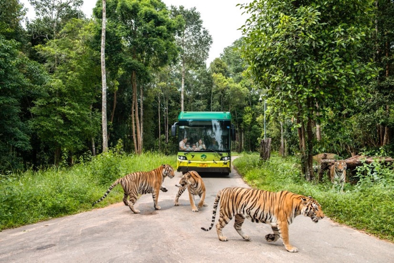 Hành trình khôn lớn của 'hot kid' bé Mây tại Vinpearl Safari Phú Quốc