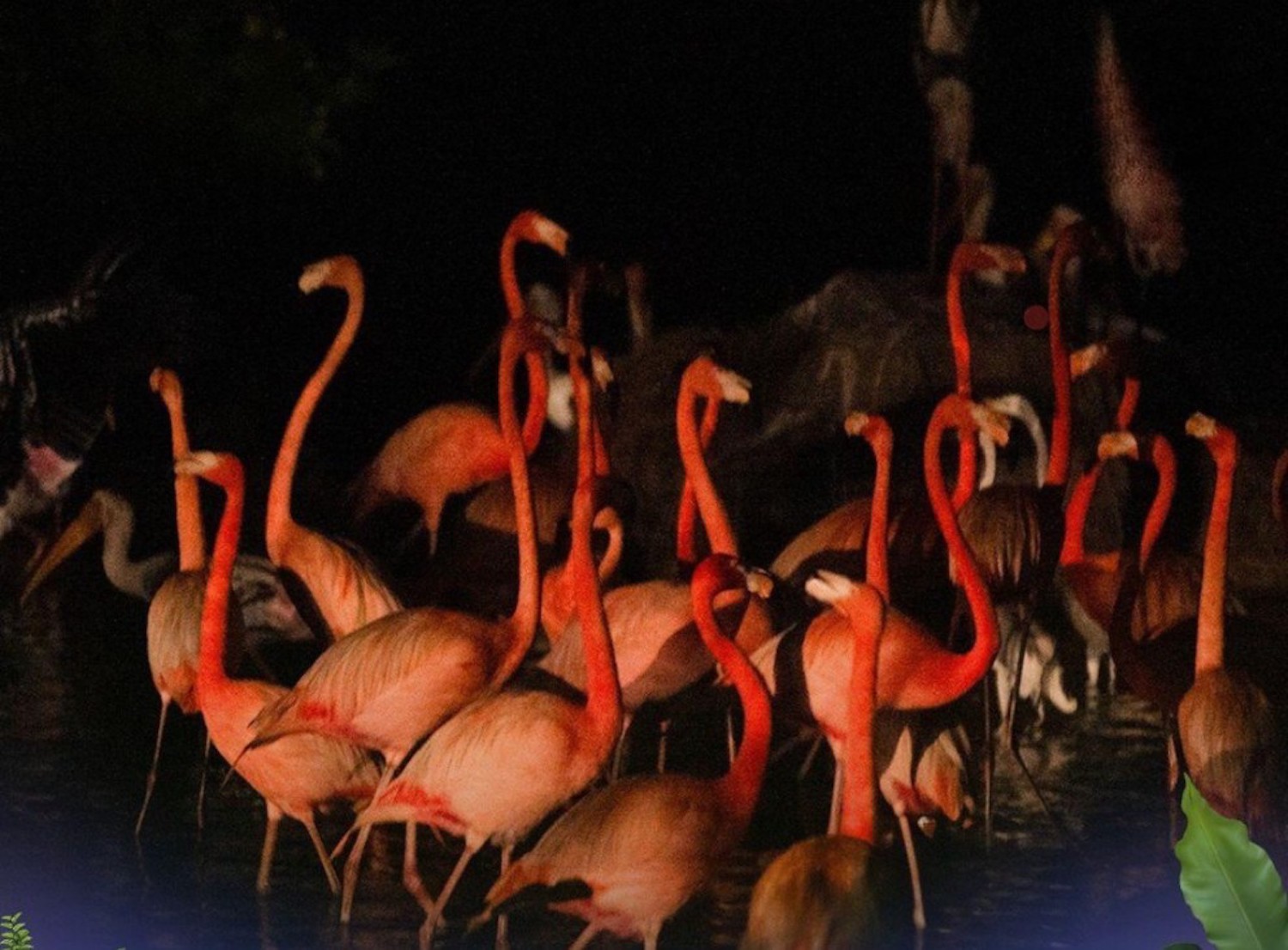 Độc đáo 'bản giao hưởng hoang dã' tại Vinpearl Safari Phú Quốc