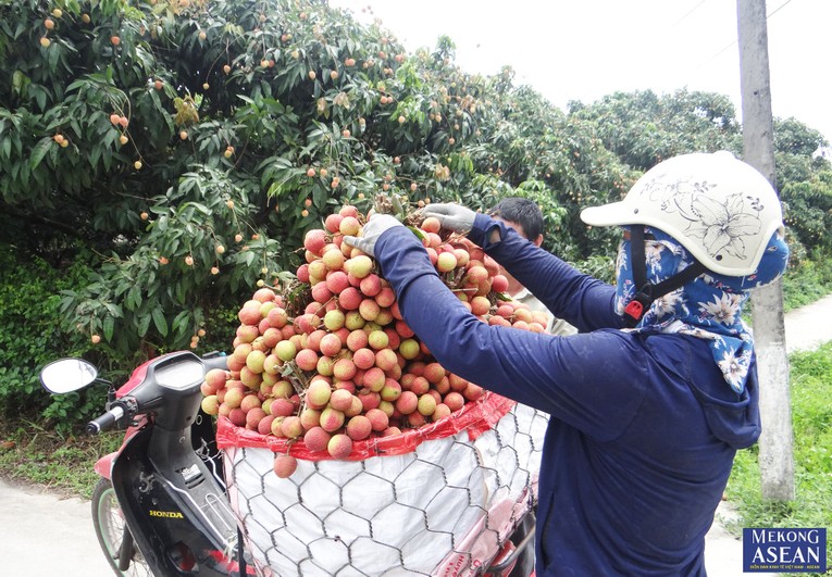 Sản lượng vải sớm Thanh H&agrave; năm nay ước đạt 35.000 - 40.000 tấn. Ảnh tư liệu minh họa.