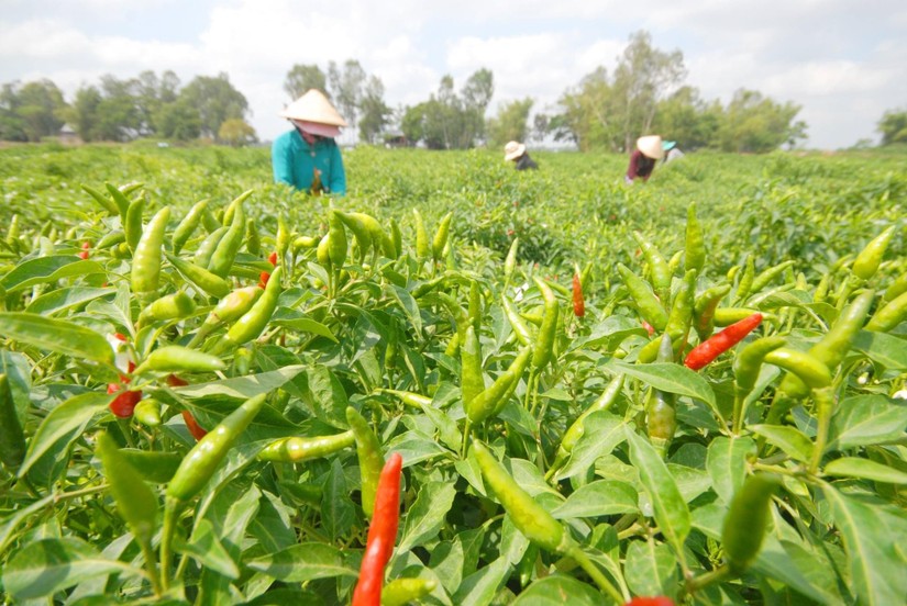 Trang trại trồng ớt l&agrave;m gia vị xuất khẩu tại Đồng bằng s&ocirc;ng Cửu Long. Ảnh: Bộ NN&amp;amp;amp;PTNT