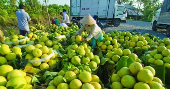 &apos;Đi từng ngõ, gõ từng nhà&apos; để xây dựng dữ liệu nông sản