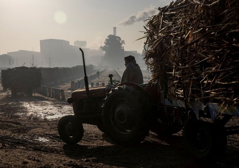 N&ocirc;ng d&acirc;n chở m&iacute;a tới nh&agrave; m&aacute;y đường tại Uttar Pradesh, Ấn Độ. Ảnh: Reuters