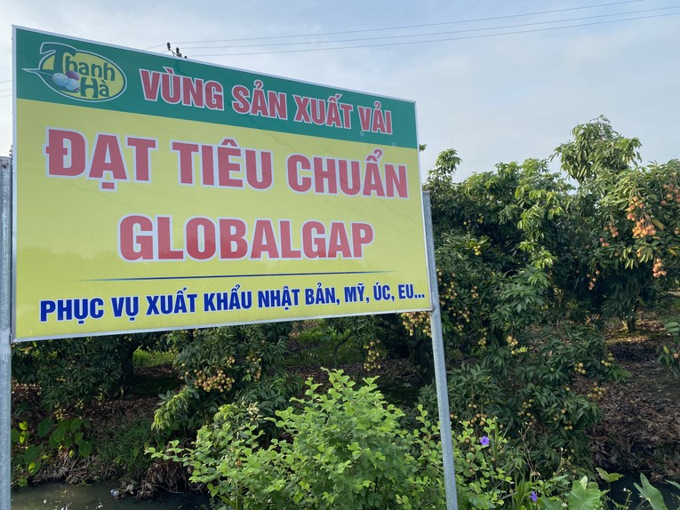 Tỉnh Hải Dương đ&atilde; c&oacute; c&aacute;c v&ugrave;ng sản xuất vải theo ti&ecirc;u chuẩn VietGAP, GlobalGAP.