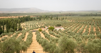 Giá dầu olive tăng cao kỷ lục do Tây Ban Nha gặp hạn hán