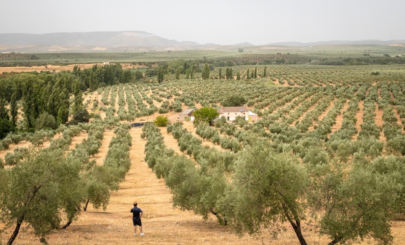 Hạn h&aacute;n k&eacute;o d&agrave;i tại T&acirc;y Ban Nha khiến sản lượng olive thu hoạch m&ugrave;a vụ vừa qua giảm mạnh. Ảnh: CNN