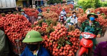 Ngân hàng bố trí 1.140 tỷ đồng cho thu mua, chế biến vải thiều Bắc Giang