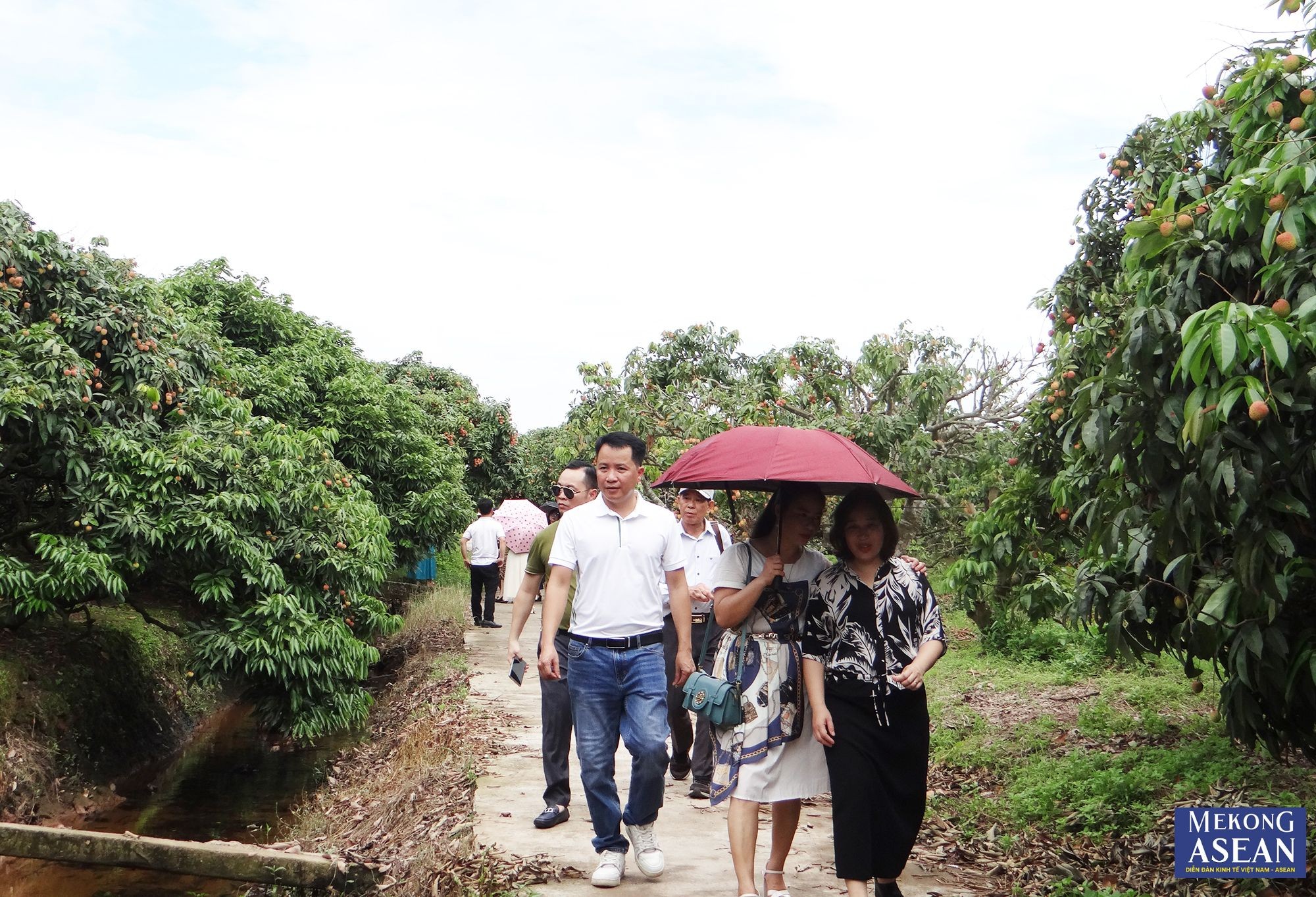 Ngay sau phần cắt băng khởi động Chương tr&igrave;nh vải thiều Thanh H&agrave;, Hải Dương - H&agrave;nh tr&igrave;nh c&ugrave;ng c&aacute;c tour du lịch, c&aacute;c đại biểu, du kh&aacute;ch xuống vườn vải thiều tại x&atilde; Thanh Sơn, huyện Thanh H&agrave; để trực tiếp trải nghiệm.