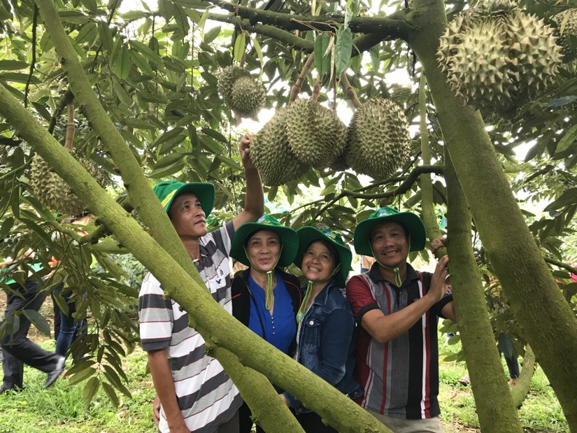 C&acirc;y sầu ri&ecirc;ng sử dụng Ph&acirc;n b&oacute;n Ph&uacute; mỹ c&oacute; năng suất cao, mẫu m&atilde; đẹp, chất lượng thơm ngon. Nguồn: PVFCCo.