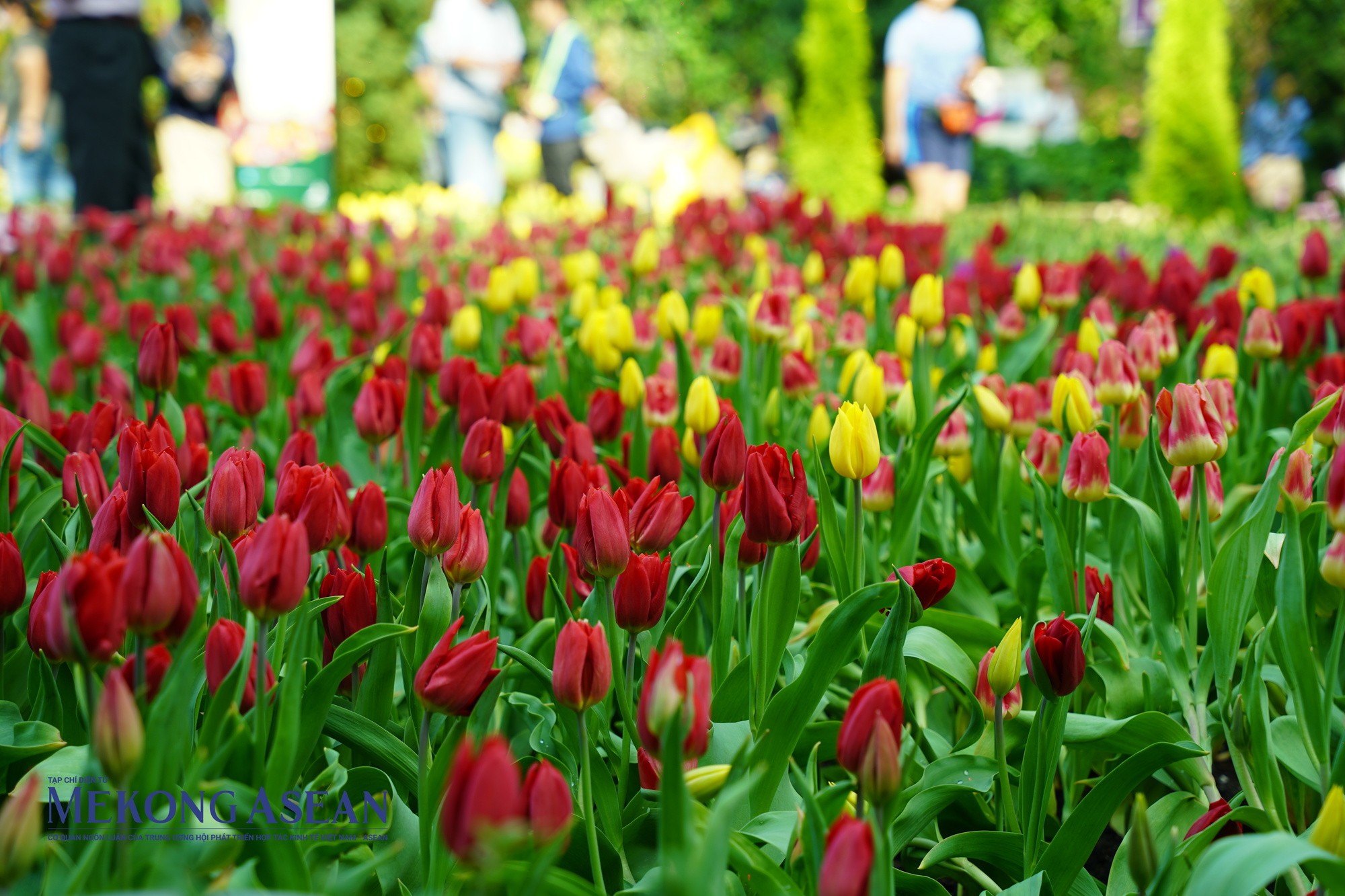 Vườn hoa tuylip tại Flower Dome. Ảnh: Thảo Ng&acirc;n - Mekong ASEAN.