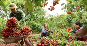 Phiên chợ nông sản, đặc sản các tỉnh Đồng bằng sông Hồng 2022 sẽ diễn ra từ 17-19/6