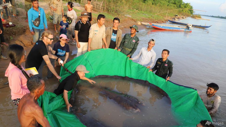 Sau khi bị bắt, con c&aacute; n&agrave;y sẽ được thả ra với một con con chip gắn ở đu&ocirc;i. Ảnh: Wonders of the Mekong via AP