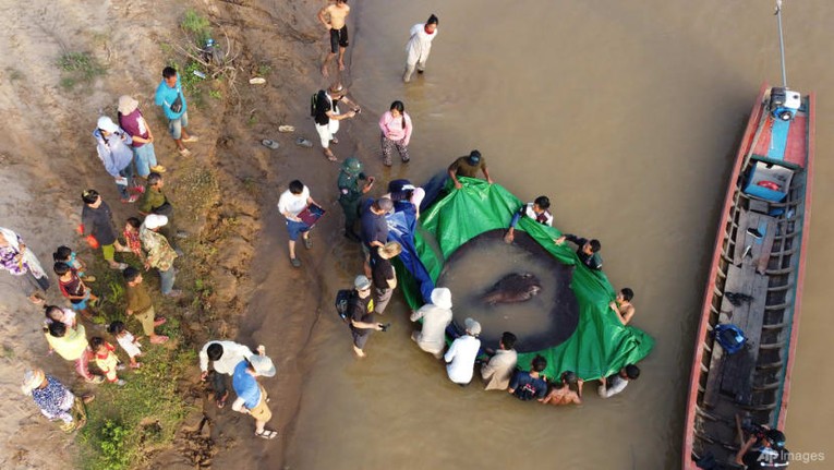 Con c&aacute; n&agrave;y sẽ gi&uacute;p c&aacute;c nh&agrave; khoa học đạt được th&ecirc;m nhiều hiểu biết về c&aacute; đuối nước ngọt khổng lồ. Ảnh: Wonders of the Mekong via AP