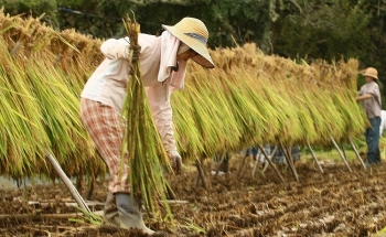 Gạo Việt Nam hoàn toàn có thể cạnh tranh sòng phẳng với Thái Lan