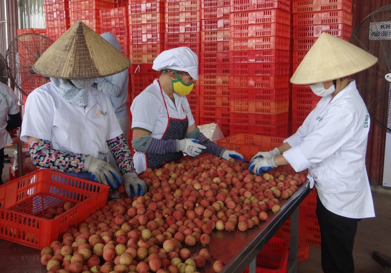 Vải Thanh H&agrave; Hải Dương đang chuẩn bị đ&oacute;ng g&oacute;i xuất khẩu.