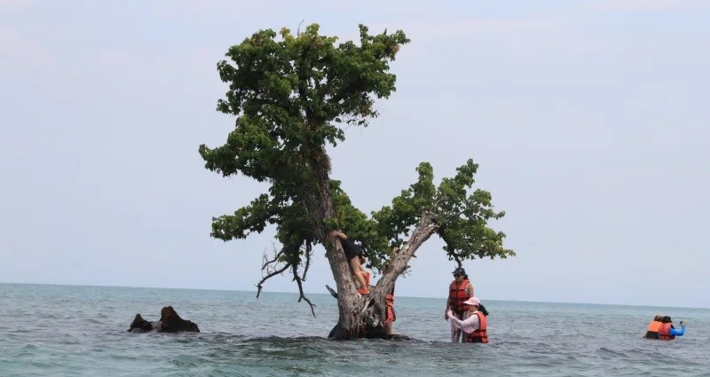 C&acirc;y c&ocirc; đơn trở n&ecirc;n nổi tiếng sau một b&agrave;i đăng tr&ecirc;n Facebook. Ảnh: Tourism Authority of Thailand