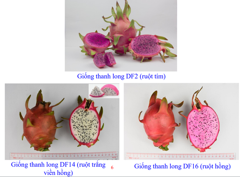 Việt Nam và New Zealand thúc đẩy hợp tác đưa các giống thanh long mới ra thị trường