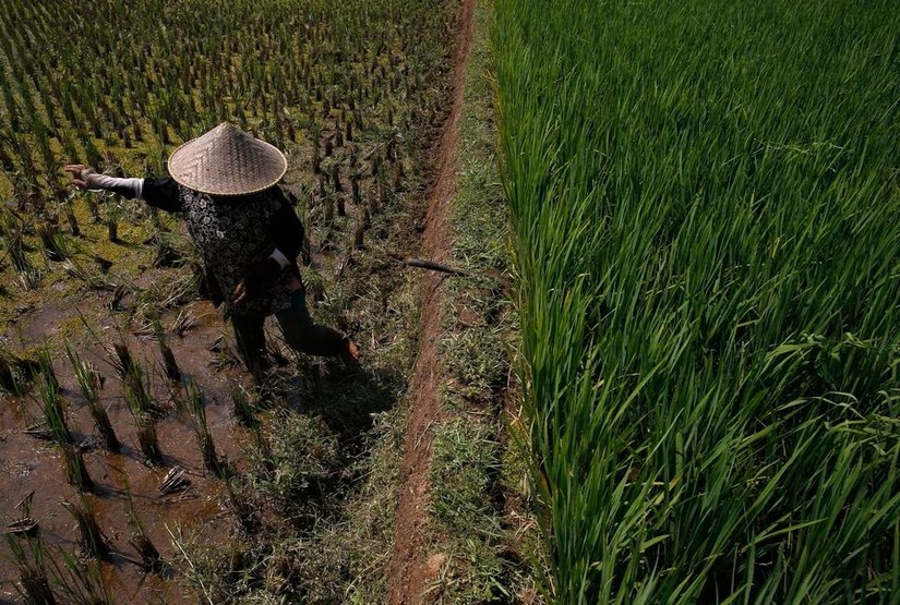 Một n&ocirc;ng d&acirc;n dọn cỏ dại tr&ecirc;n c&aacute;nh đồng ở Subang, tỉnh T&acirc;y Java, Indonesia, năm 2014. Ảnh: Reuters