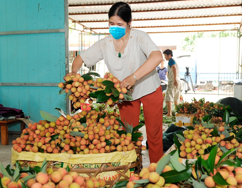 Vải thiều đang v&agrave;o vụ thu hoạch. Ảnh: Ph&ugrave;ng Nguyện.