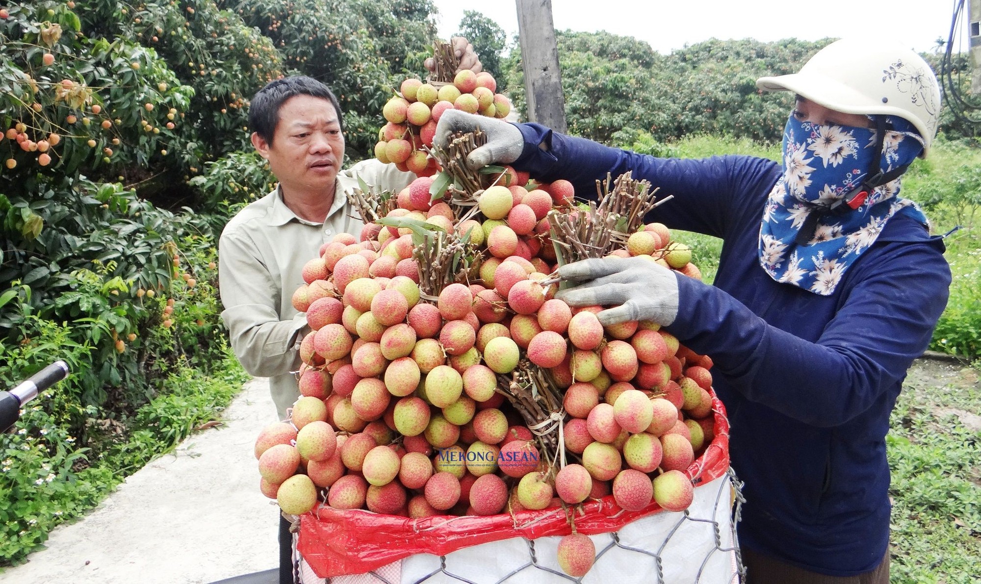 Tiểu thương thu mua vải thiều tại huyện Thanh H&agrave;.