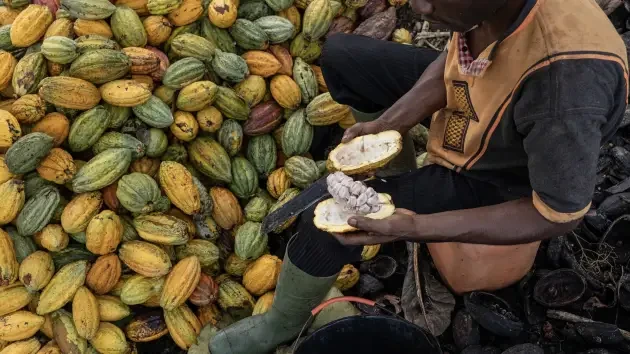 Thu hoạch hạt cacao tại Azaguie, Bờ Biển Ng&agrave;, T&acirc;y Phi. Ảnh: Getty Images