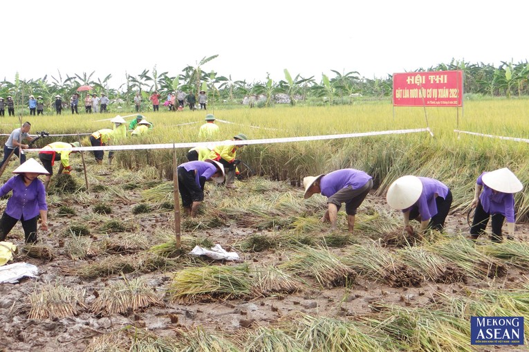 Phần hội thi gặt l&uacute;a tại lễ hội diễn ra s&ocirc;i nổi v&agrave; h&agrave;o hứng. Ảnh tư liệu.