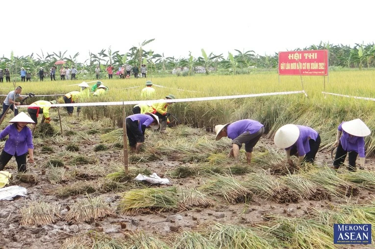 Phần hội thi gặt l&uacute;a tại lễ hội diễn ra s&ocirc;i nổi v&agrave; h&agrave;o hứng. Ảnh tư liệu.