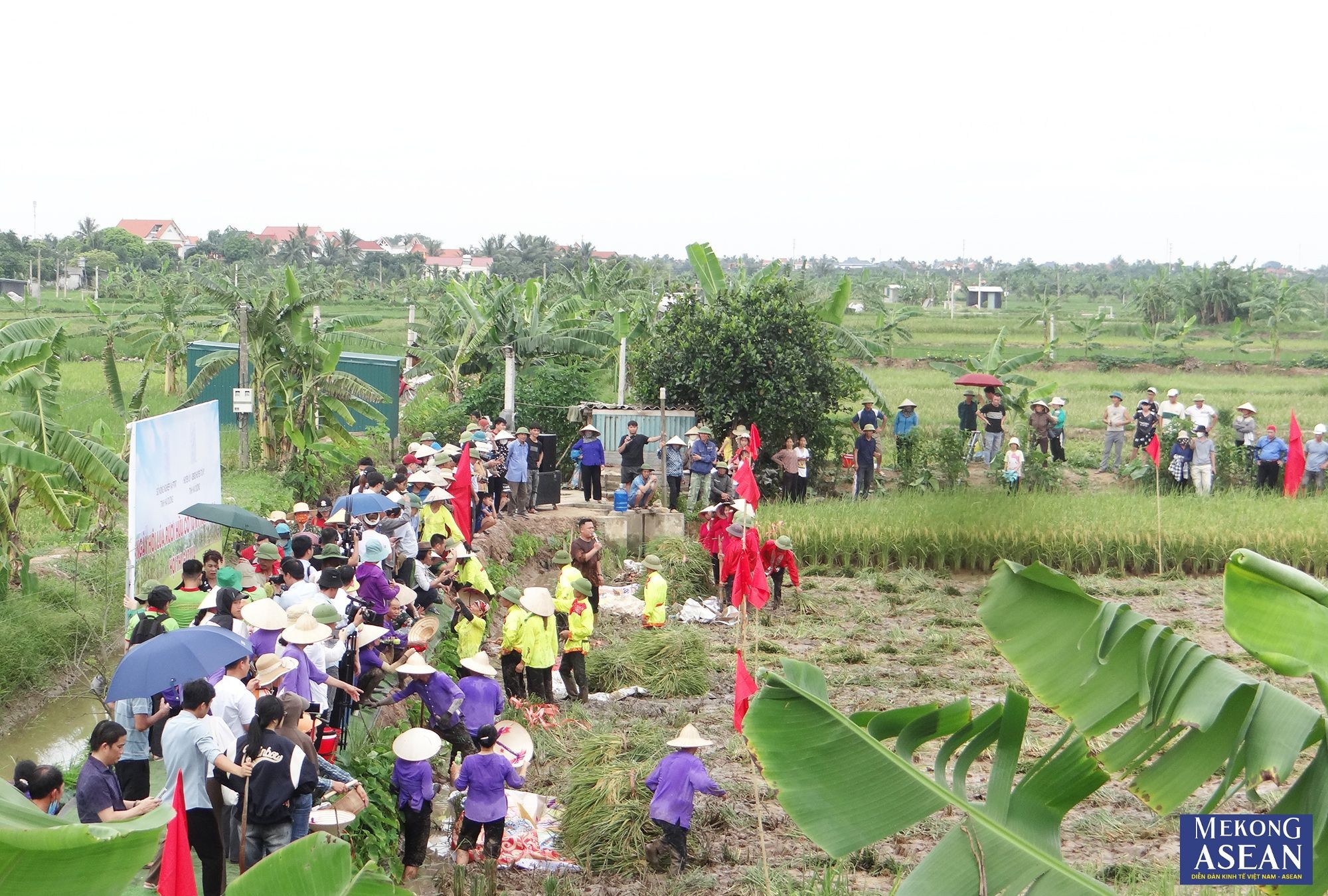 Trong chương tr&igrave;nh ng&agrave;y hội l&uacute;a rươi hữu cơ Tứ Kỳ năm 2024, c&aacute;c đại biểu, người d&acirc;n v&agrave; du kh&aacute;ch đến tham quan v&ugrave;ng sản xuất l&uacute;a hữu cơ v&agrave; khai th&aacute;c rươi, c&aacute;y.