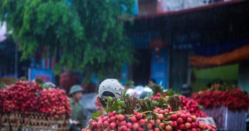 Bắc Giang thử nghiệm thành công lứa vải thiều không hạt đầu tiên