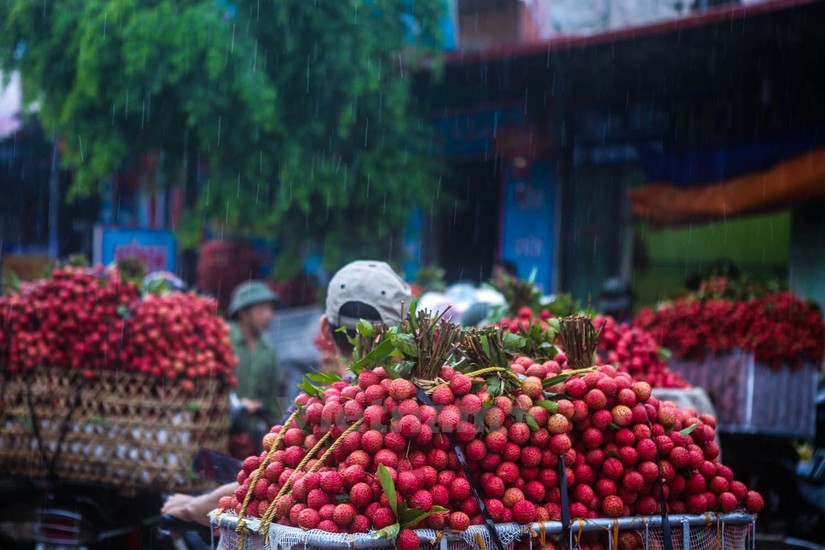 Bắc Giang thử nghiệm th&agrave;nh c&ocirc;ng lứa vải thiều kh&ocirc;ng hạt đầu ti&ecirc;n